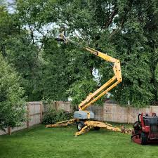 Tree and Shrub Care in West Hurley, NY