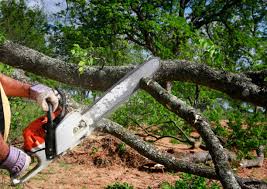 Trusted West Hurley, NY Tree Services Experts