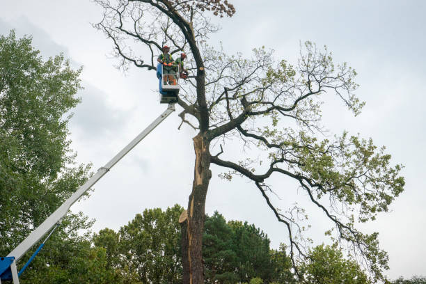  West Hurley, NY Tree Services Pros