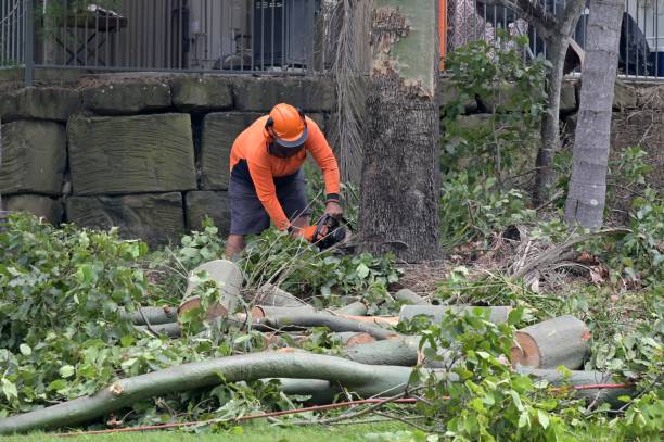 How Our Tree Care Process Works  in  West Hurley, NY